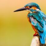 kingfisher-websites-for-business